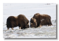 Musk Ox_ANL_8441